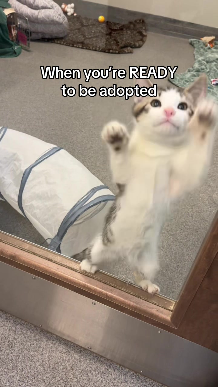 @Animal Friends Alliance