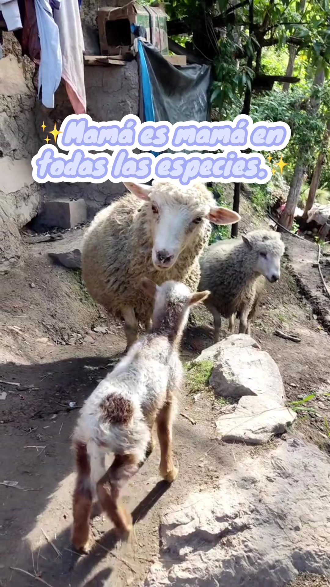 @labrujacomeplantas