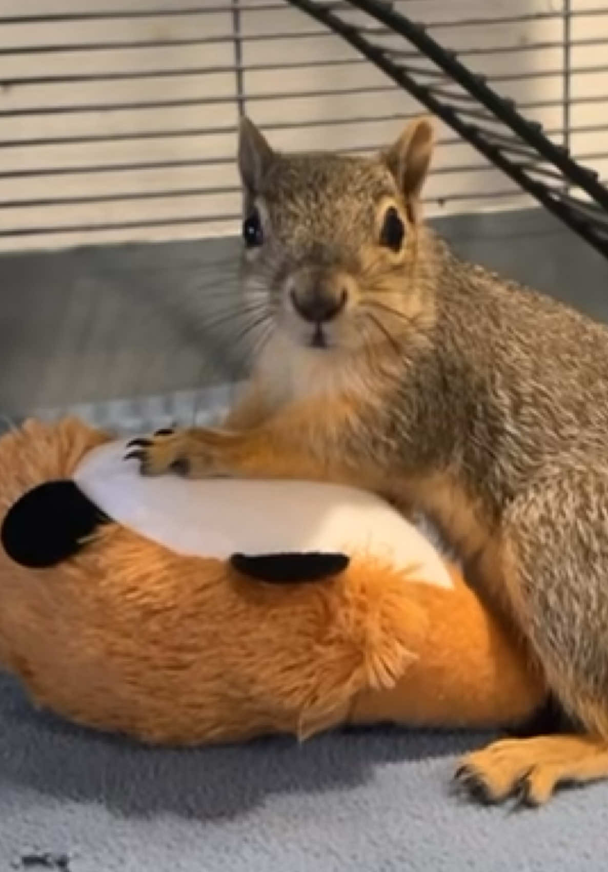 @Squirrel Guy