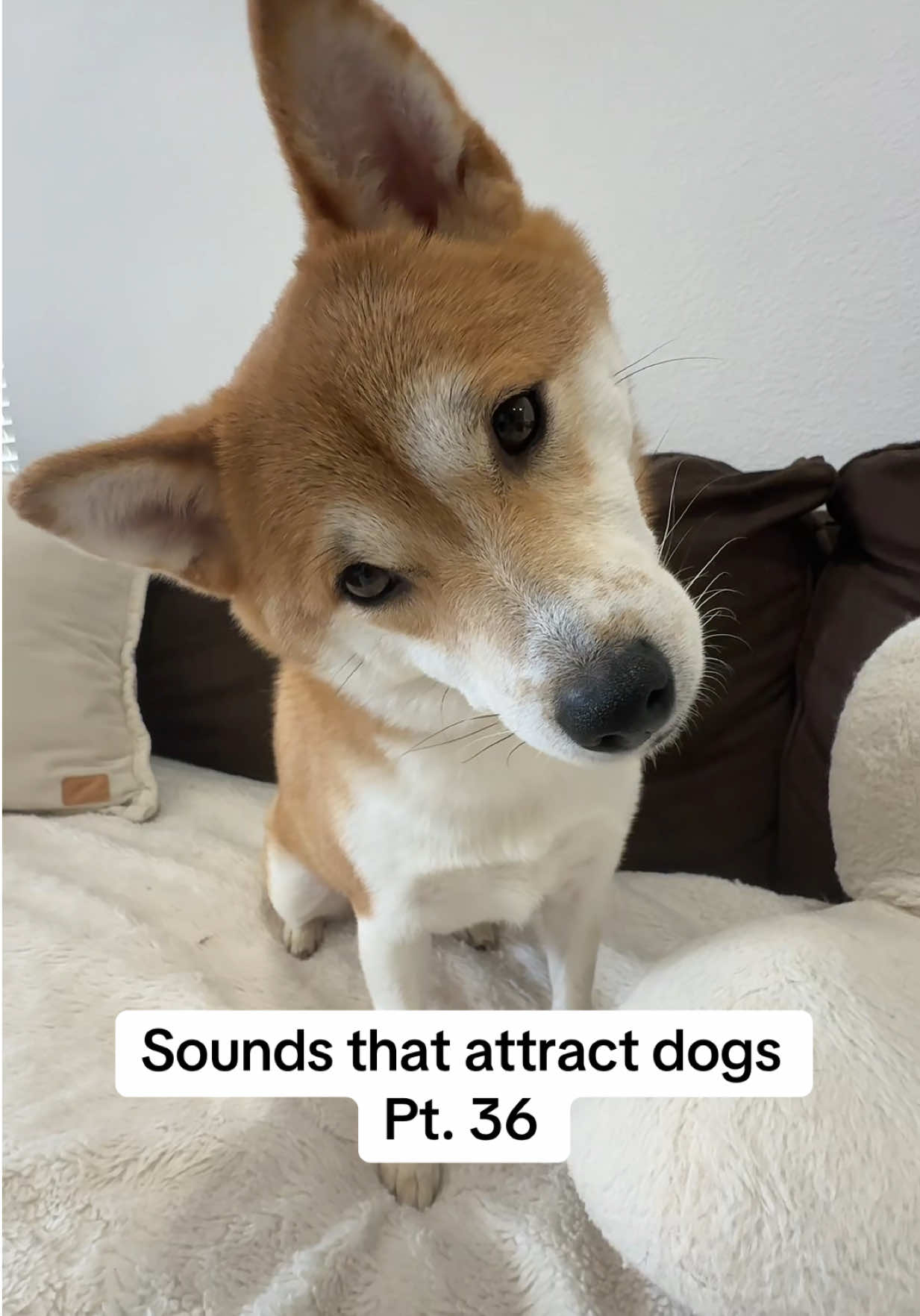 @Flock of Shibas 🐕🐕🐕