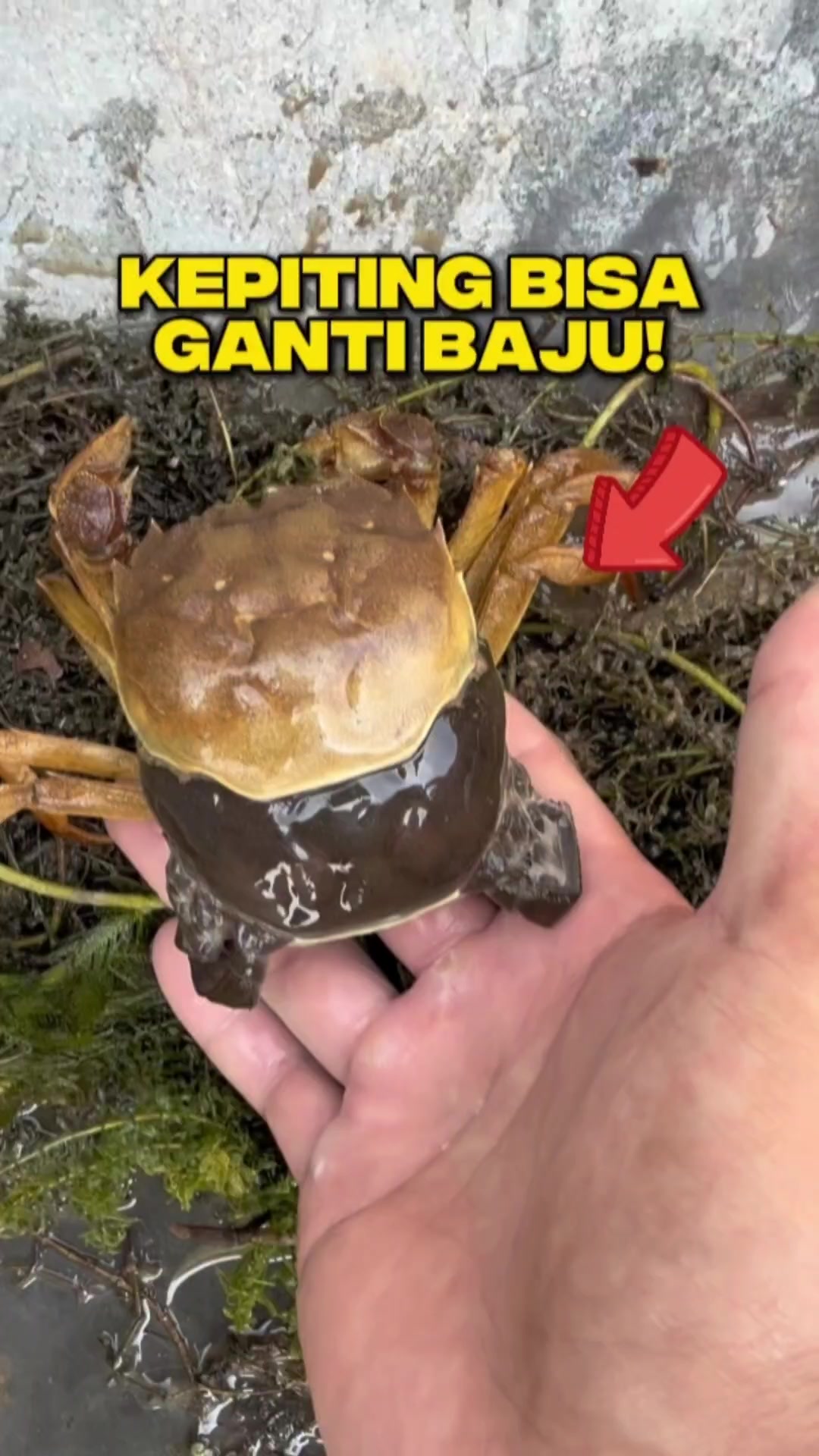 @Ardian Galih ๐