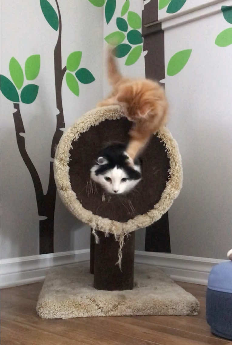 @The Oreo Cat
