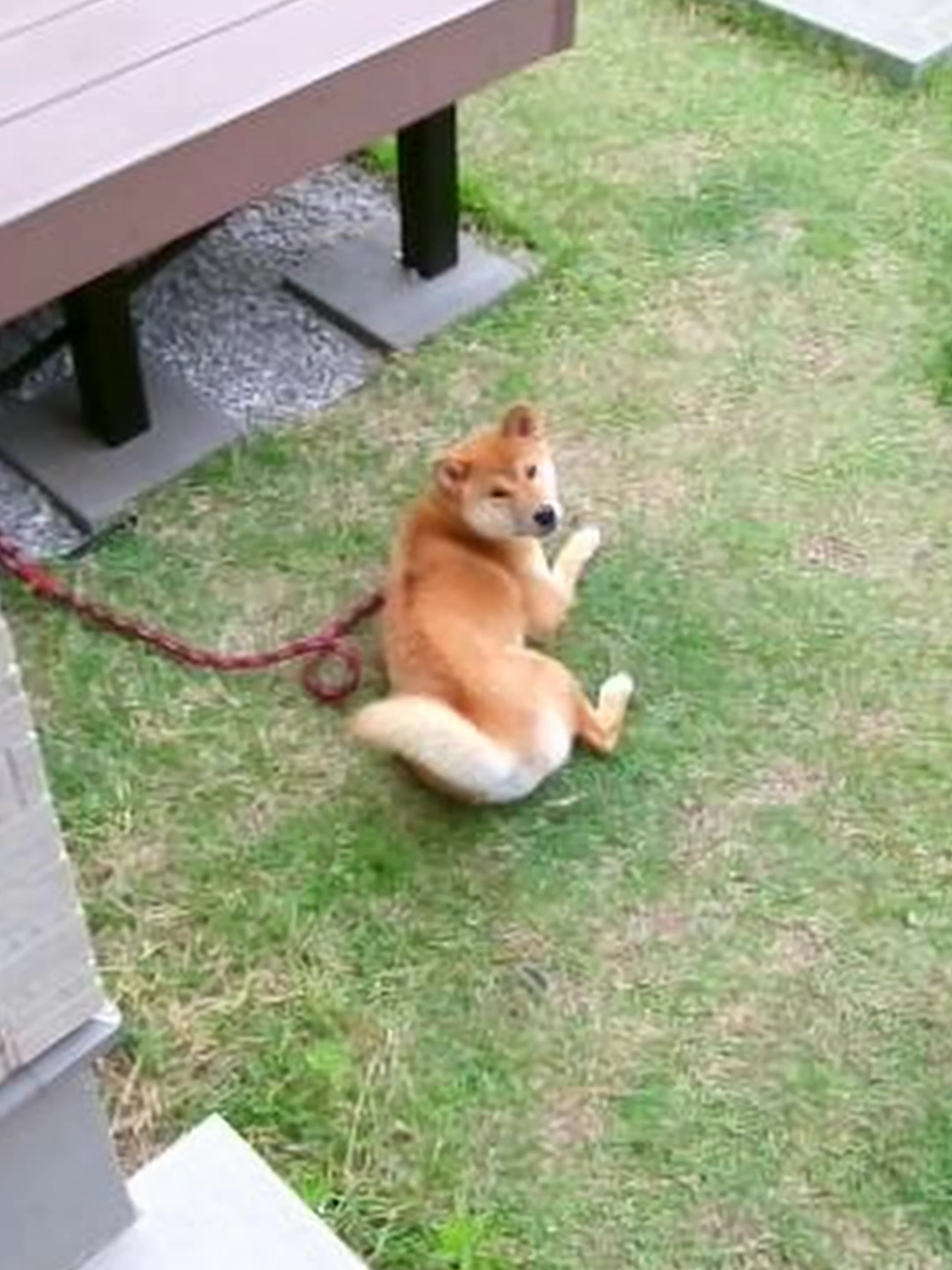 @柴犬座〜The Shiba Inu〜