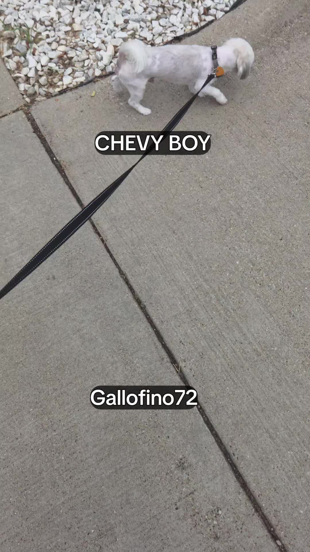 @ElGalloFino