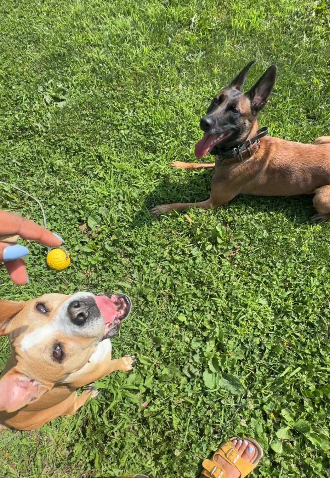 @dogstrainjen