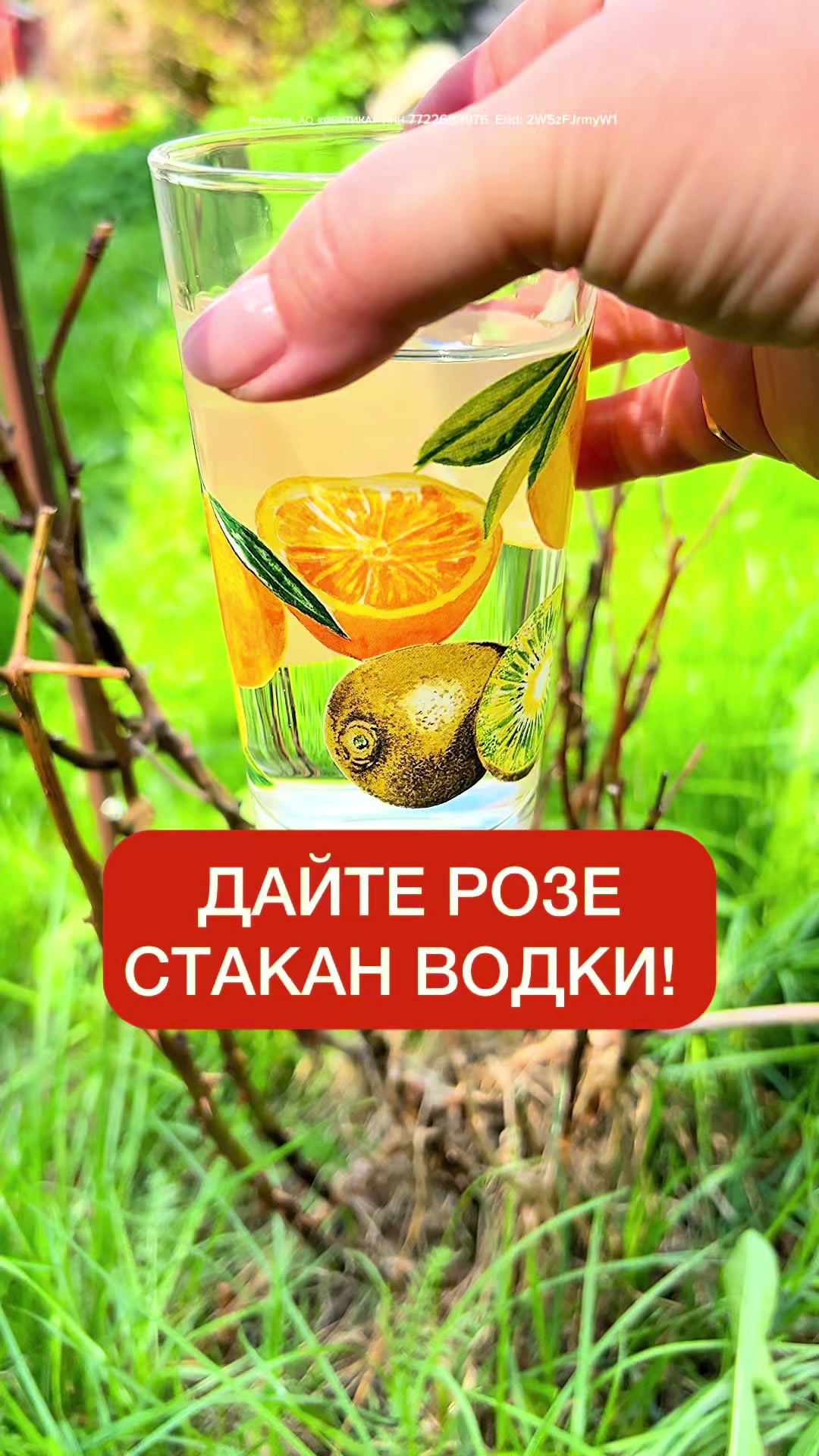 @dom_rustaevy