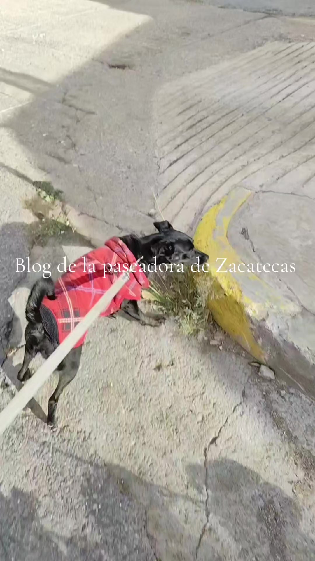@DogWalkZacatecas♥️🐕🦺🌟