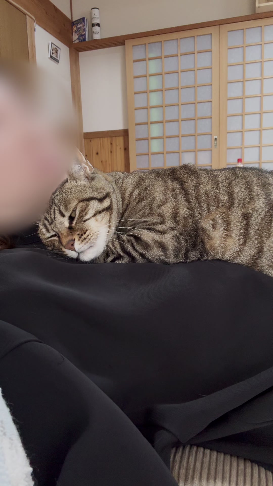 @ねこぷにもふ｜ホワイトシェパードのハクちゃん
