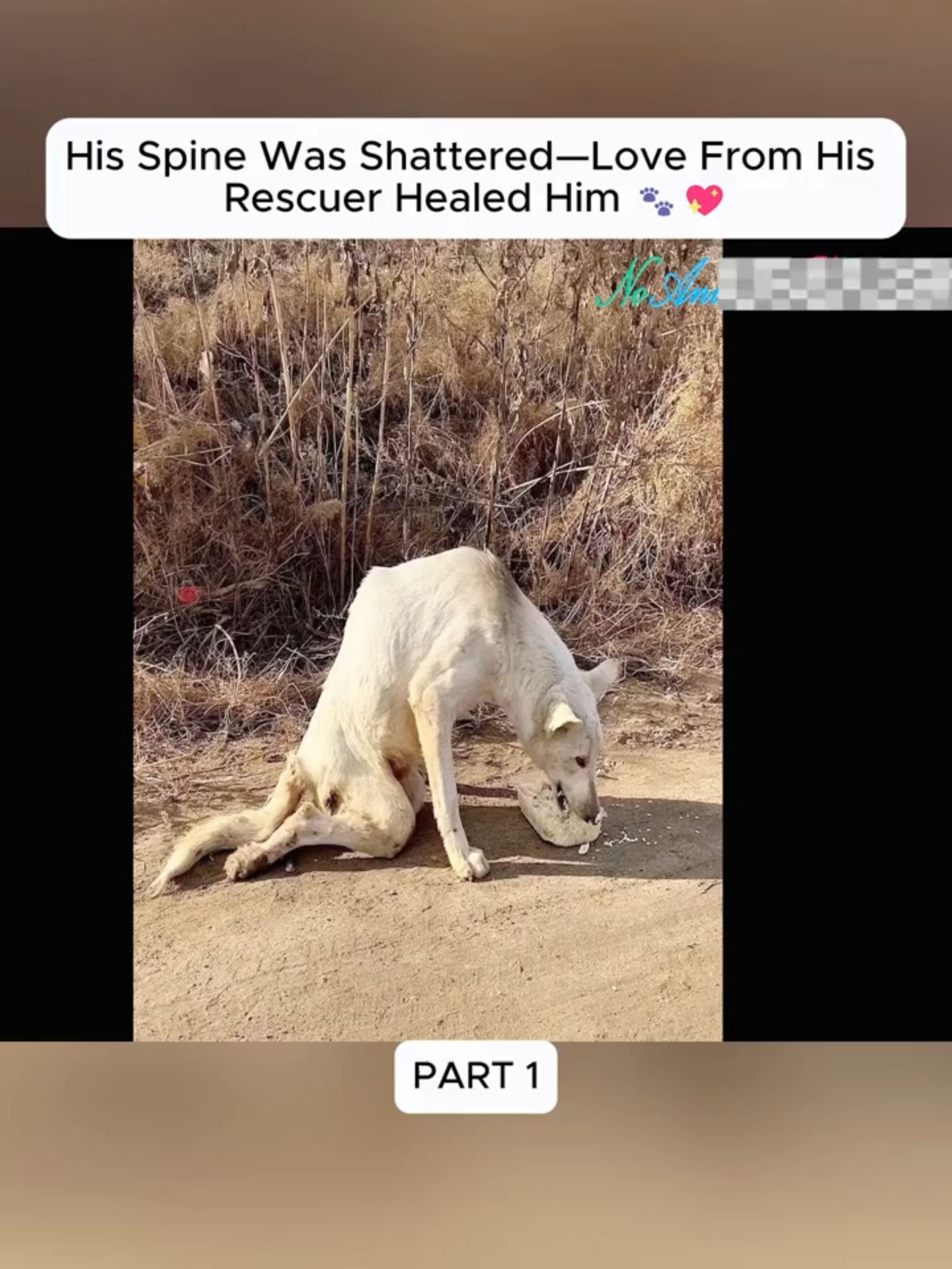 @Hope For Paws