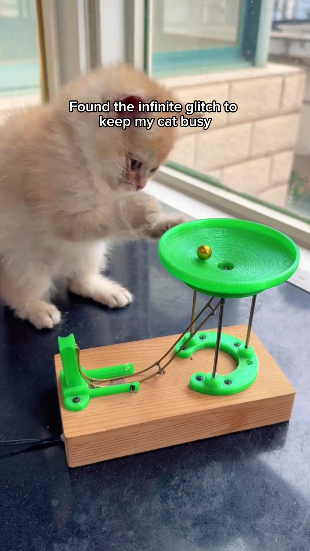 @Purrfect Oasis