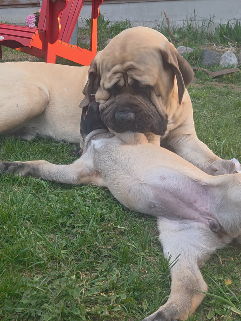 @Maple Mastiffs