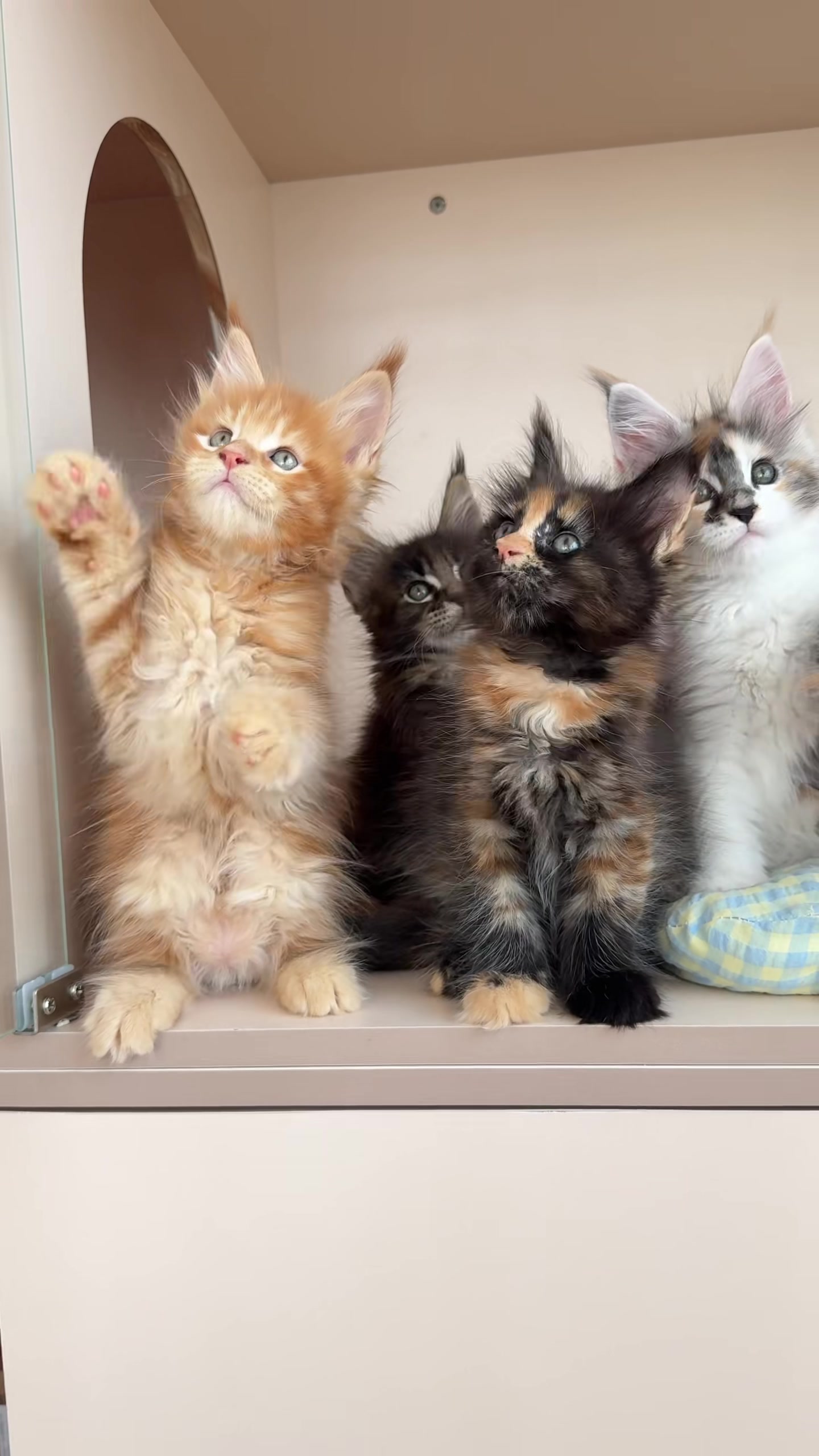 @Majestic Maine Coons 🐾