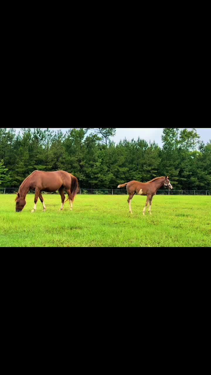 @NKEquestrian
