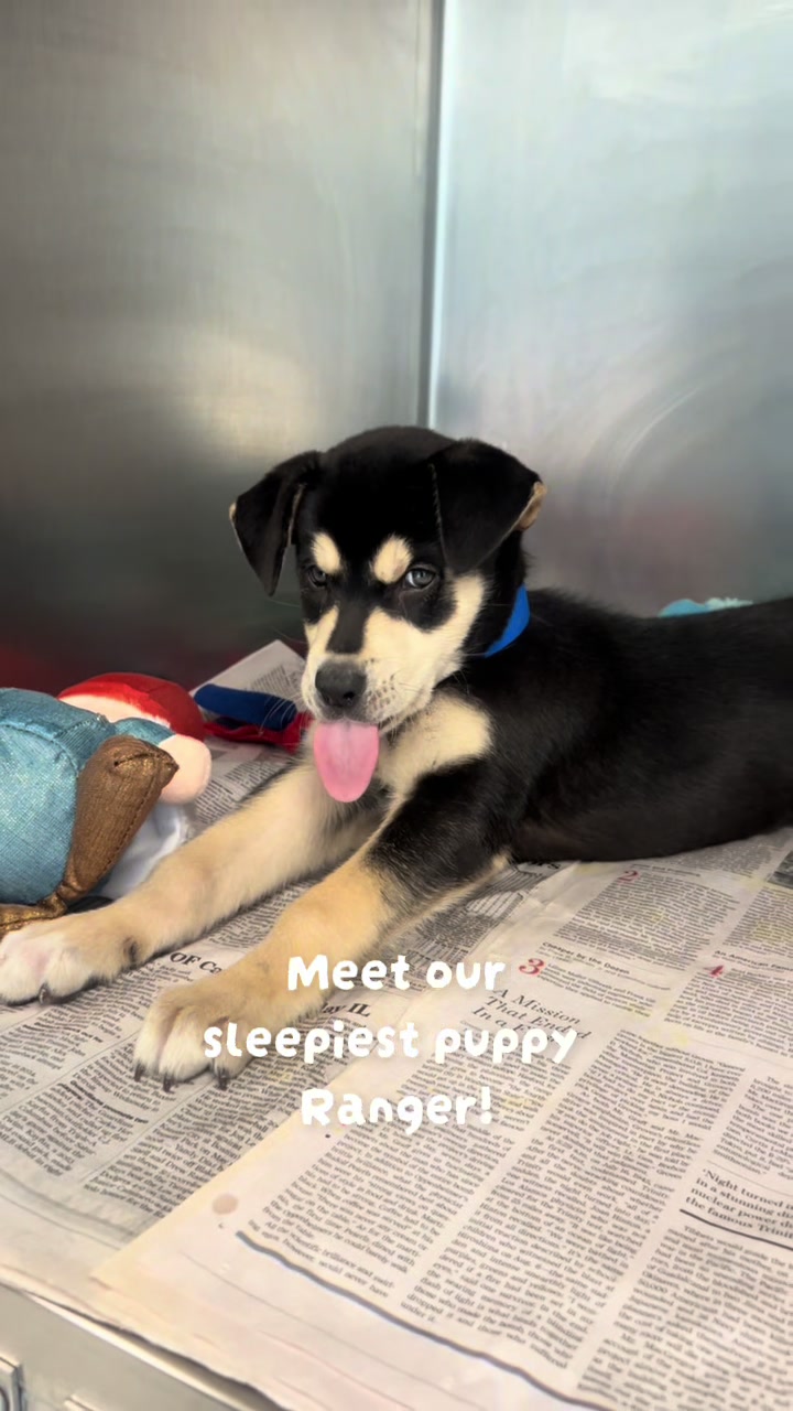 @San Antonio Humane Society
