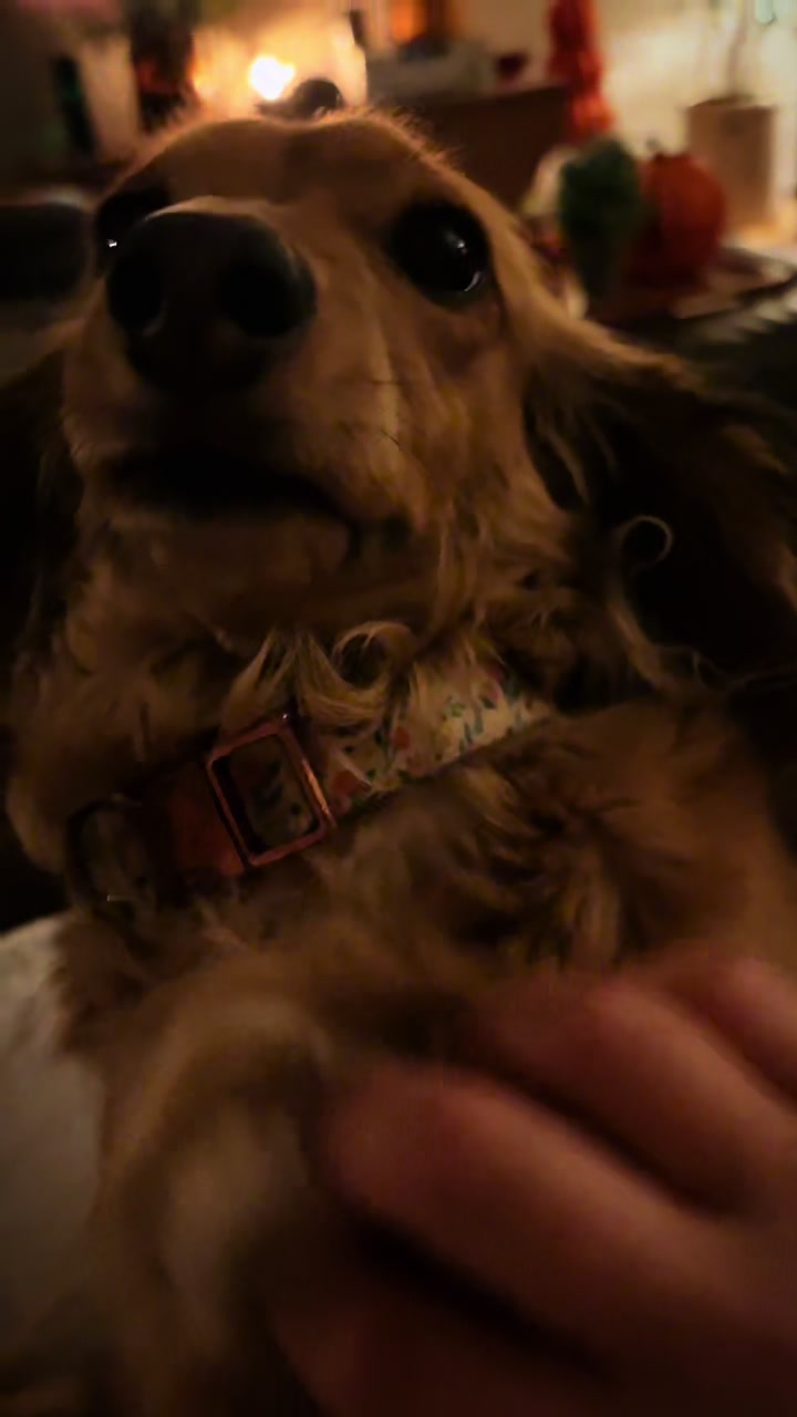 @Cricket Bug The Weenie
