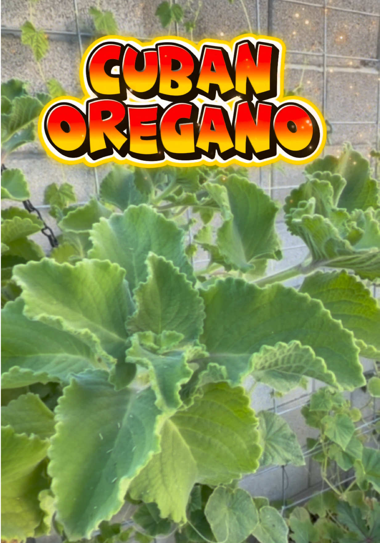 @Vegas grown veggies
