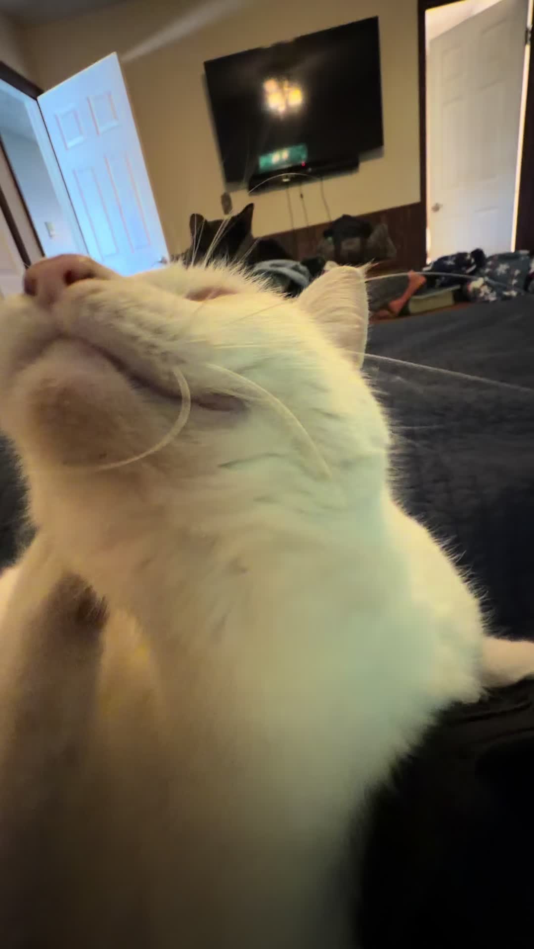 @PepperTheCat