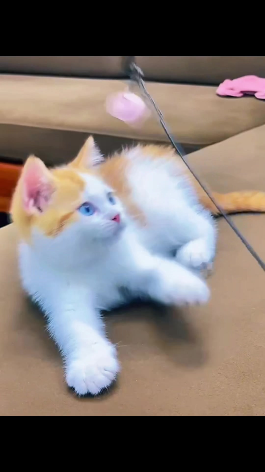 @fuyncats