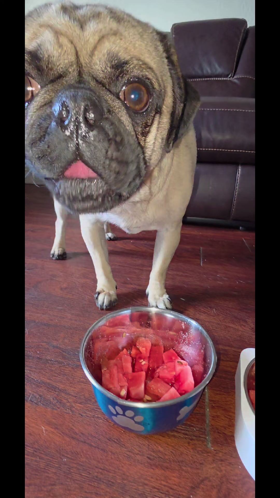 @Pogi y maganda pugs