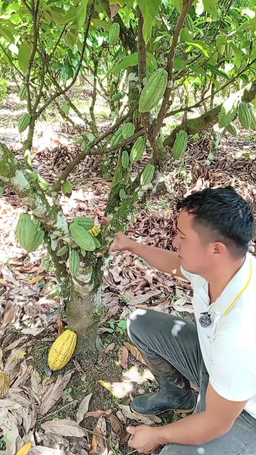 @Jairo desde el campo.