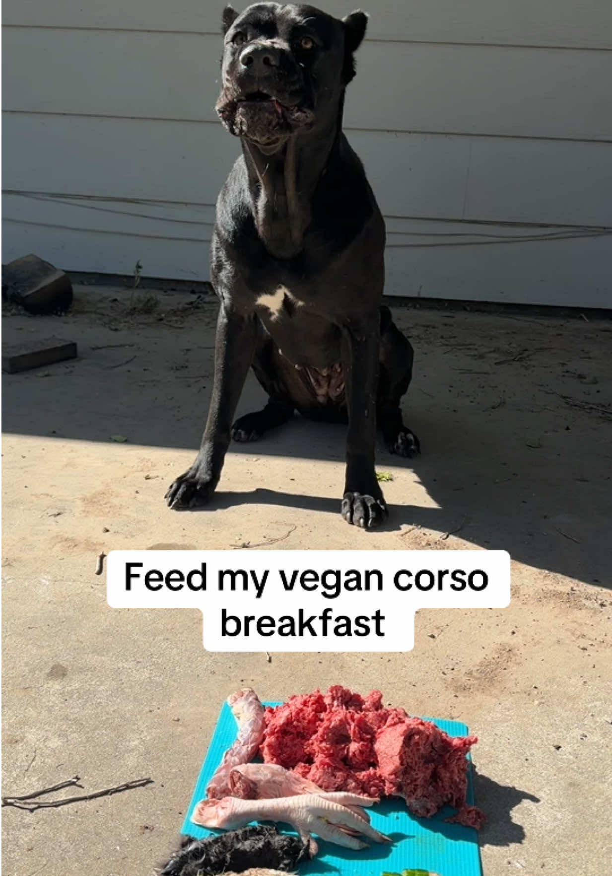 @Idaho Cane Corsoz