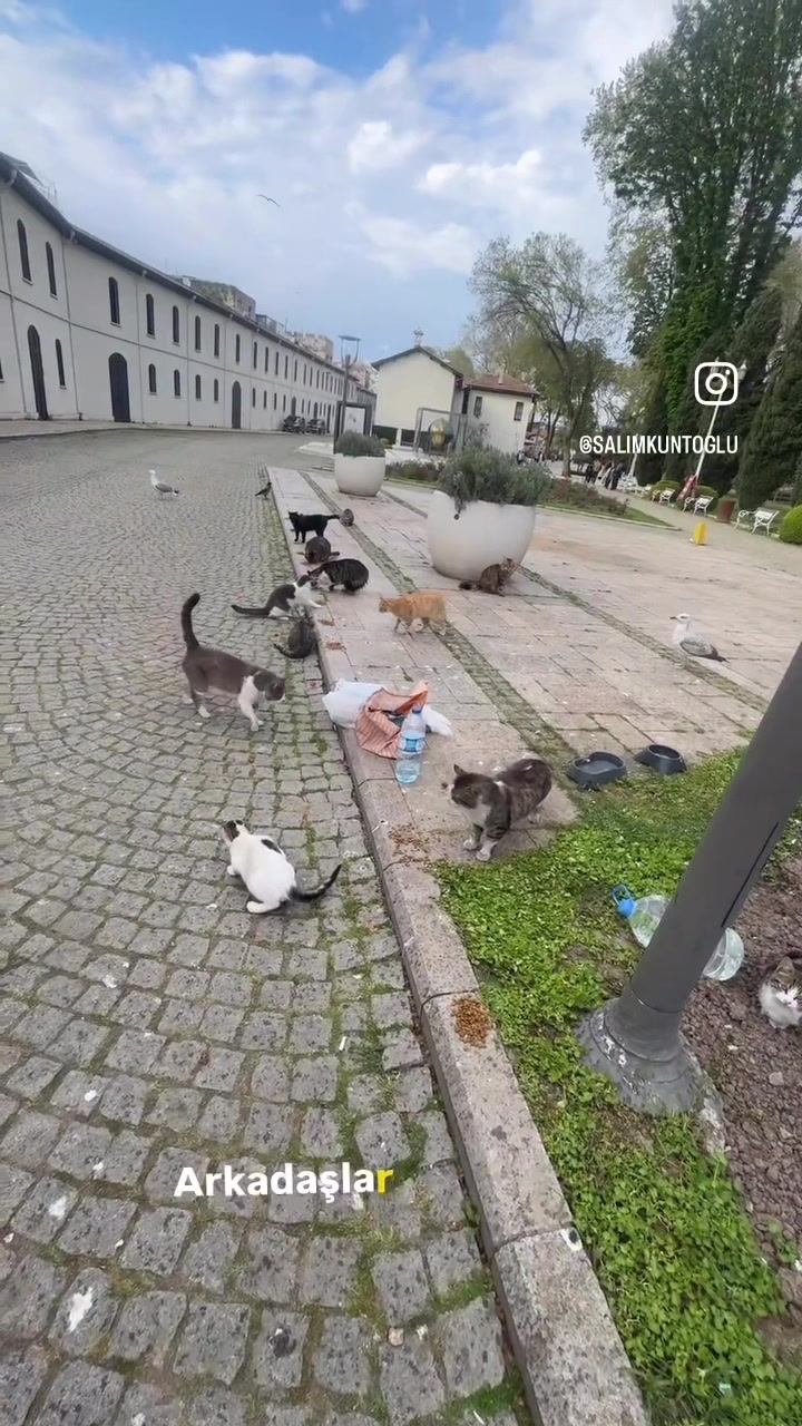@Salim Kuntoğlu