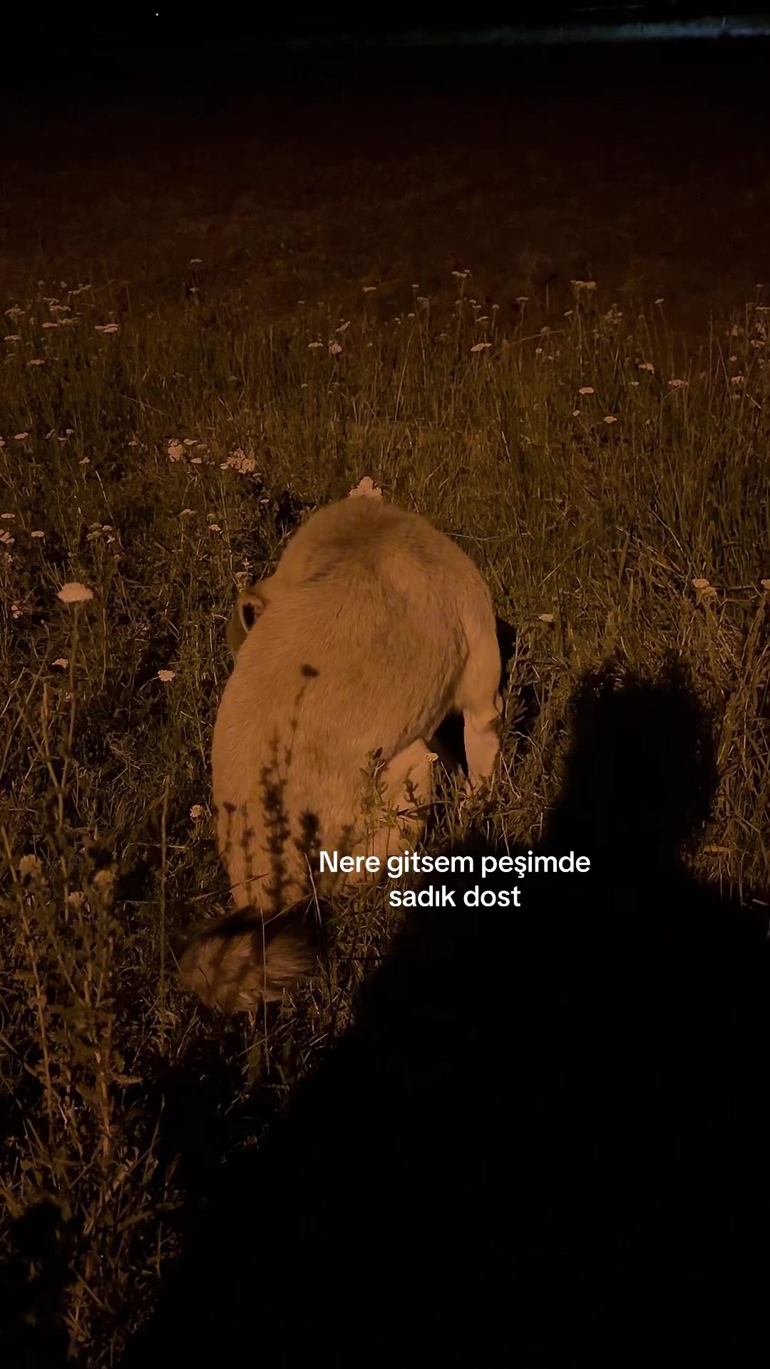 @Sezer Çkz