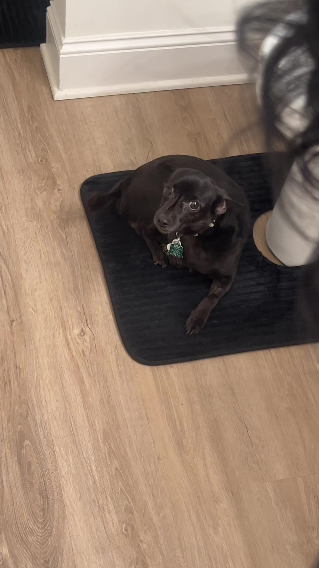 @Blackjack_Chihuahua