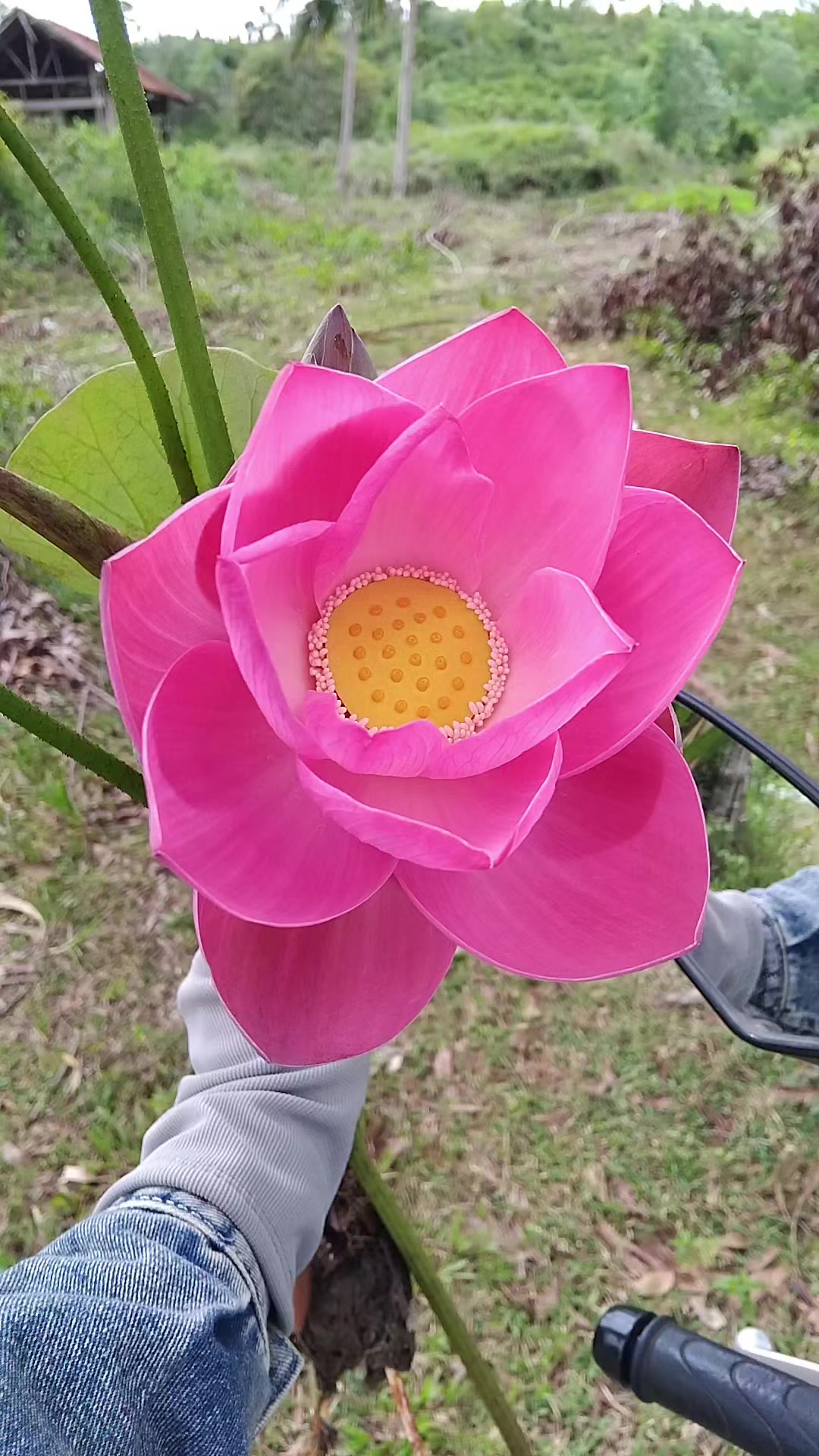 @MỘT ĐỜI AN NHIÊN(Đại Lâm Mộc)