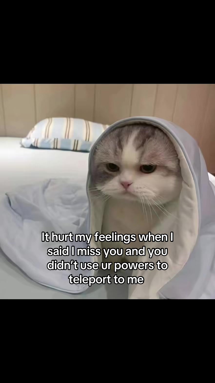 @LavanderCat