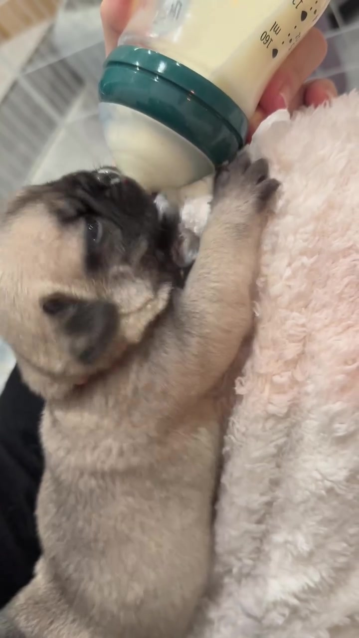 @Pug Puppies world 🐶❤️