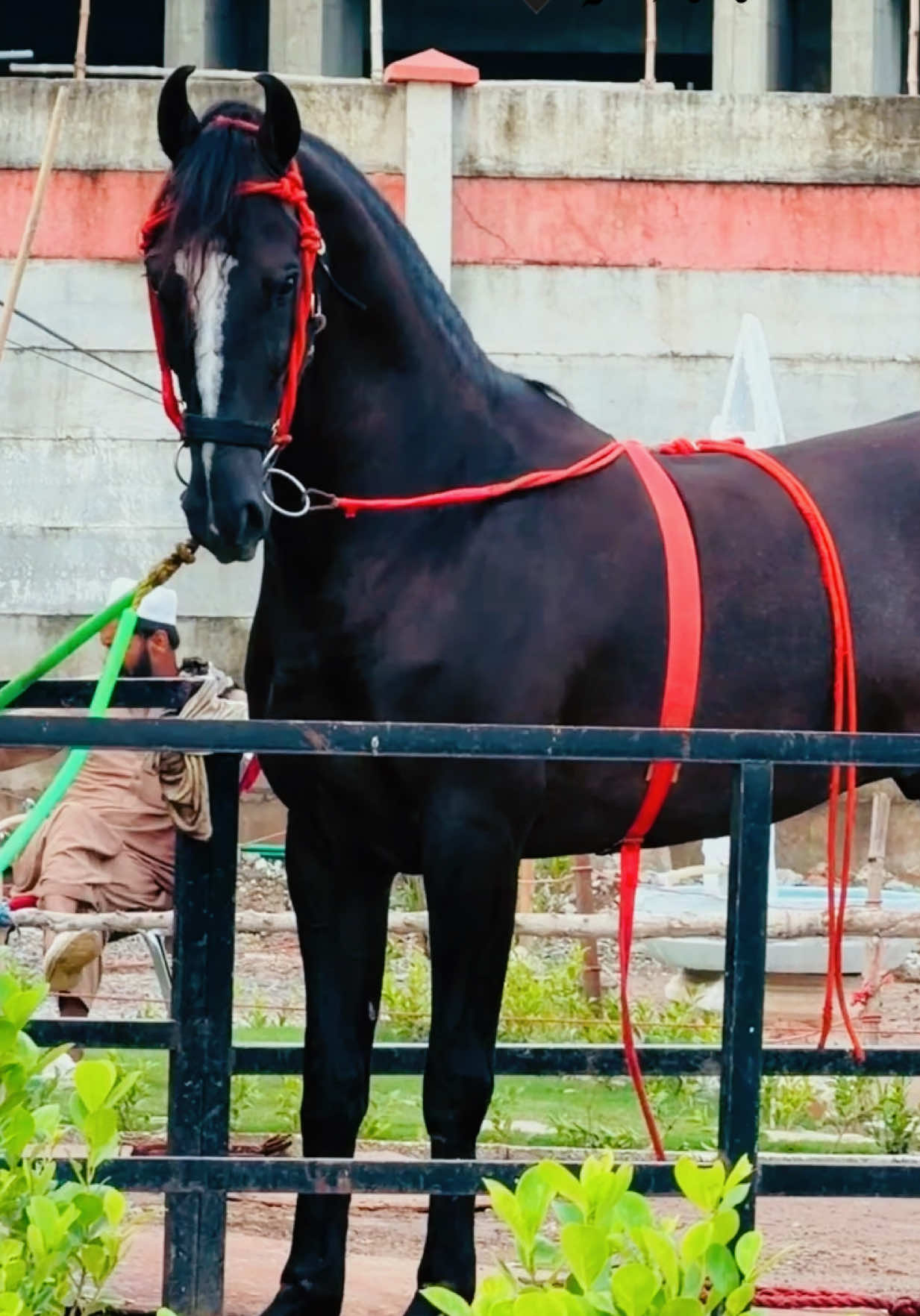 @#DSA🐎