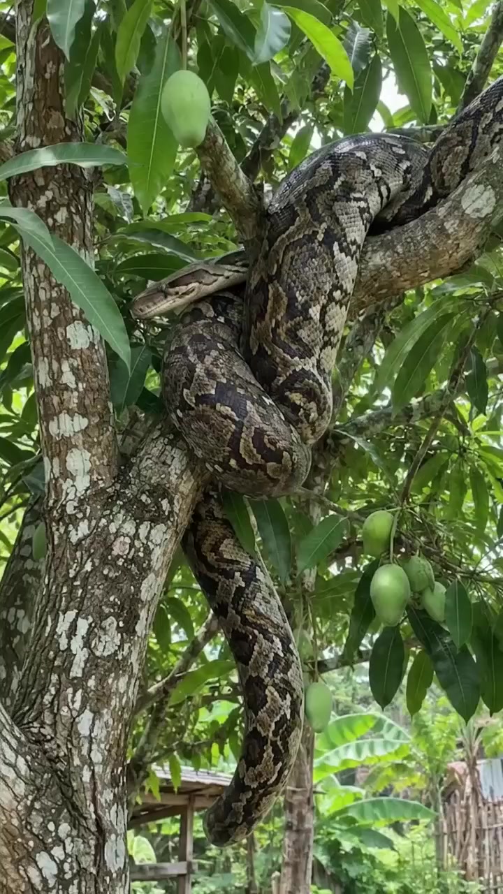 @የጫካው ቀበጥ