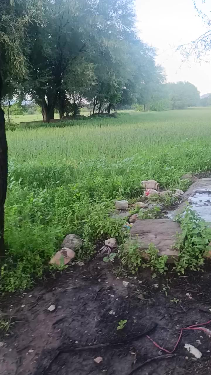 @Nayab Jani