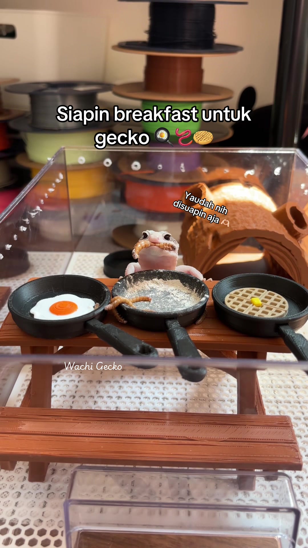 @wachigecko