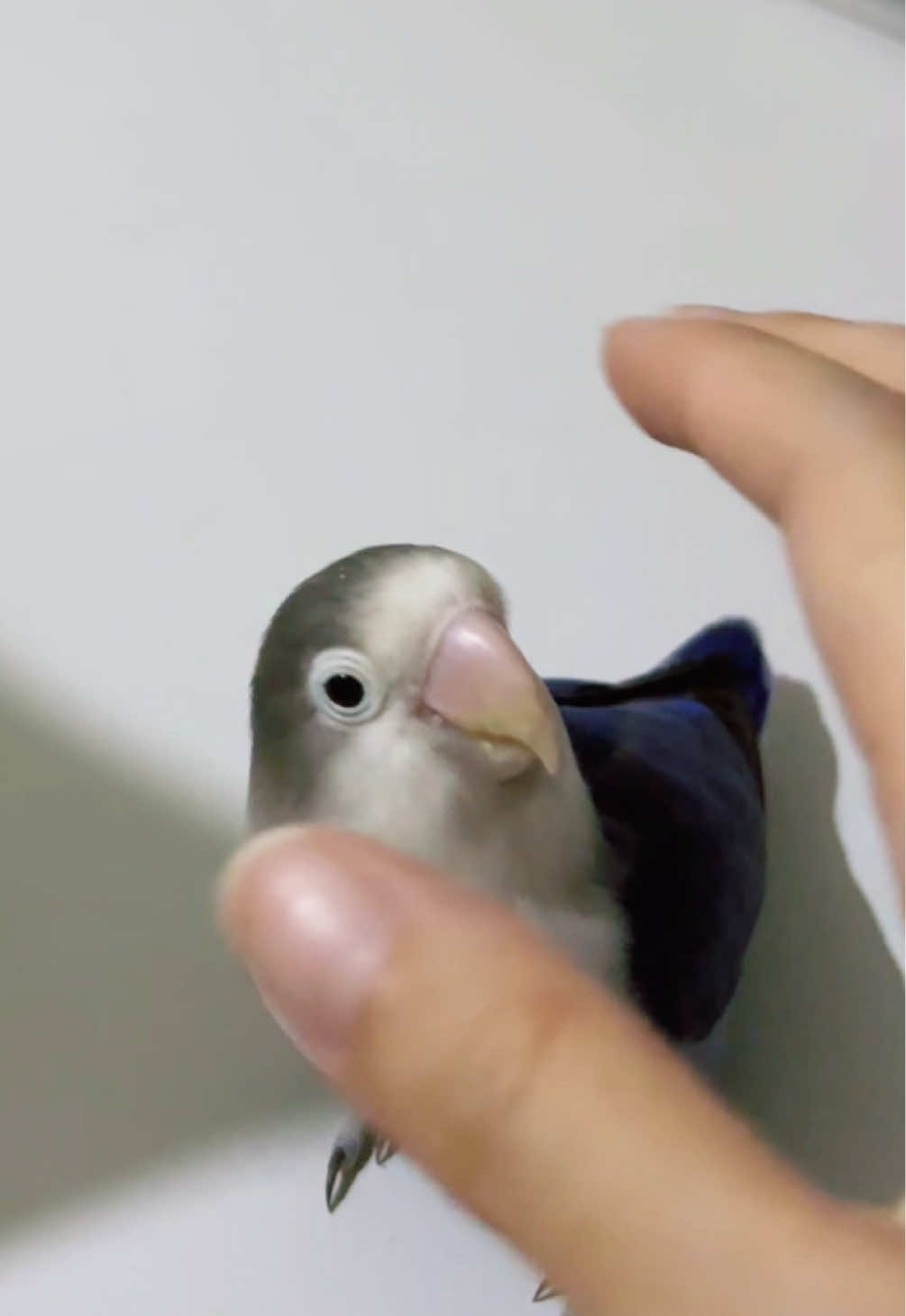 @Birdo and BB