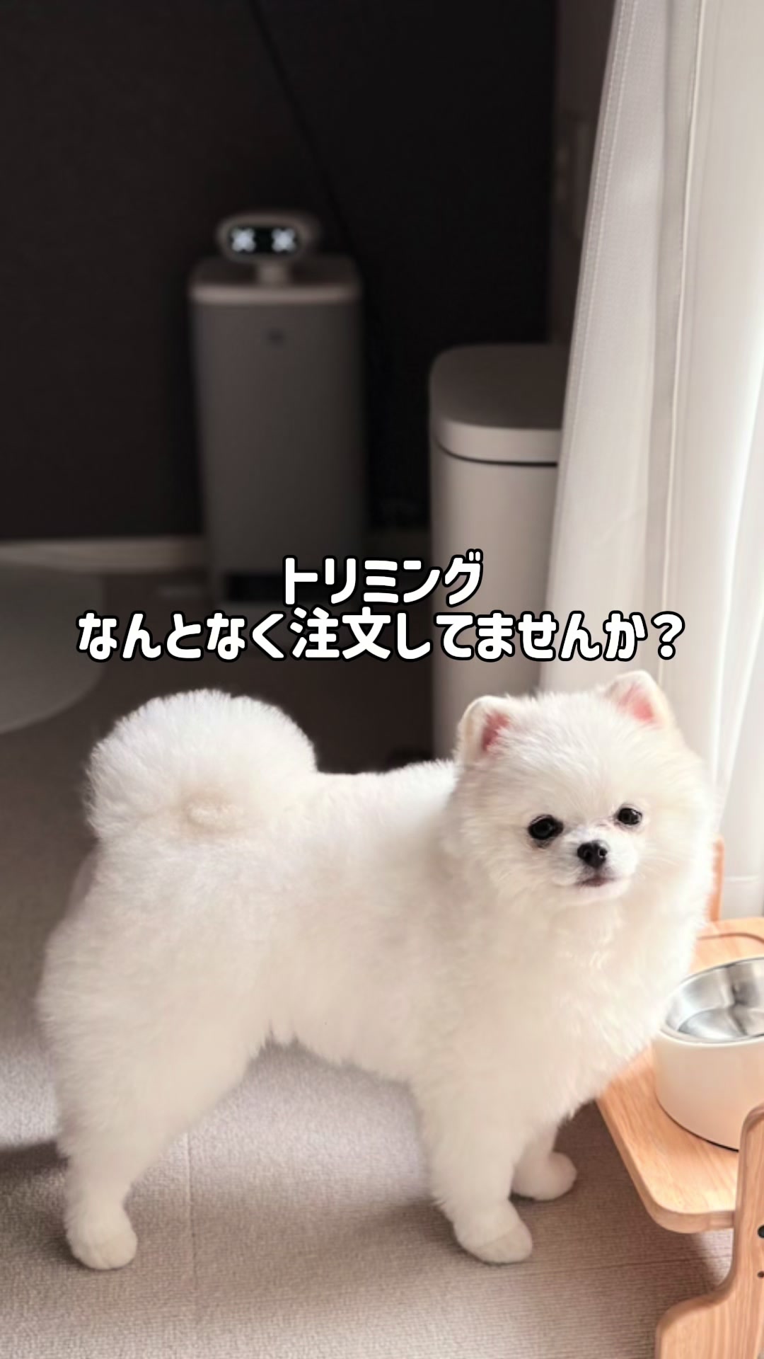 @ポメラニアンのミル🍼
