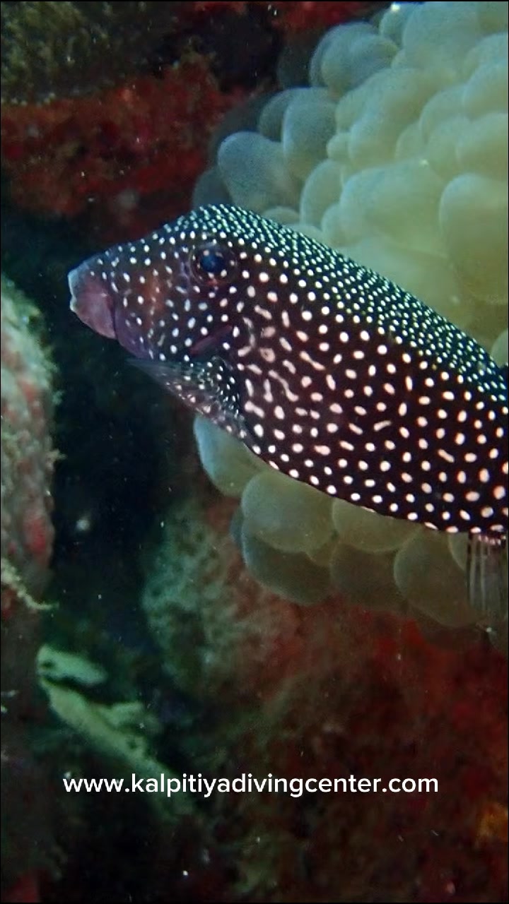 @Kalpitiya Diving Center