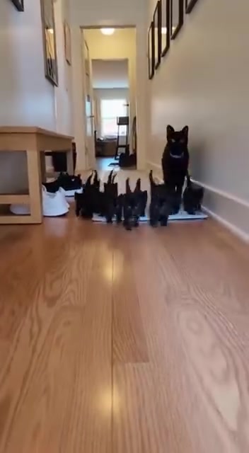@blackkitties