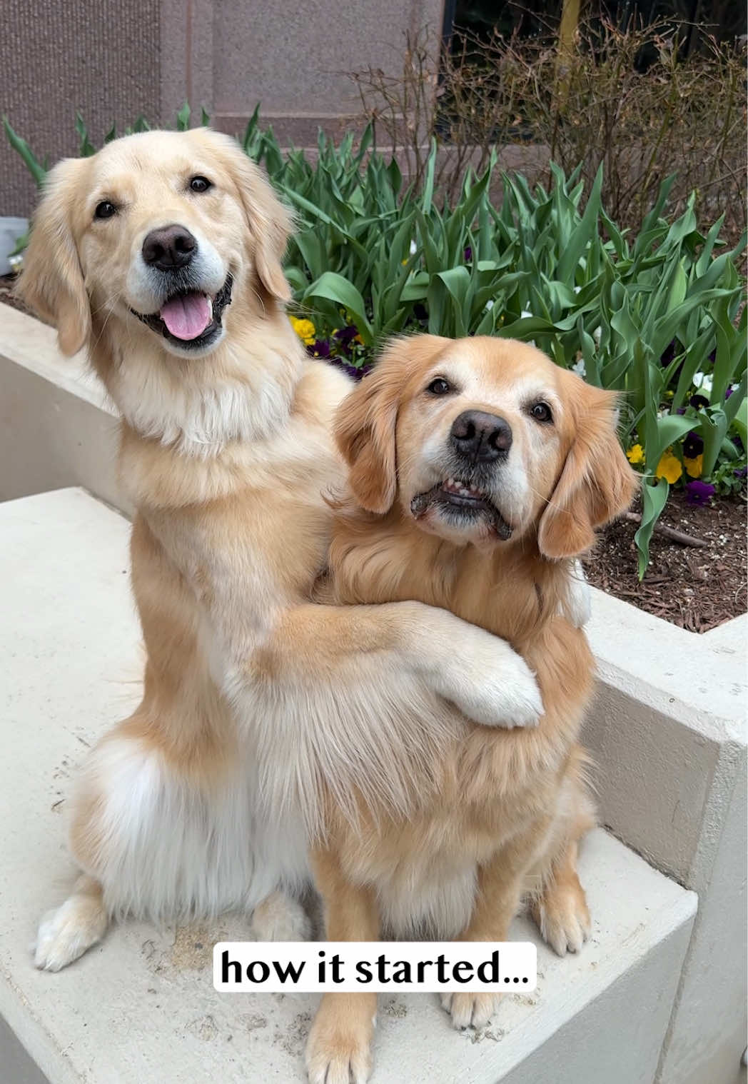 @Golden Retriever Life