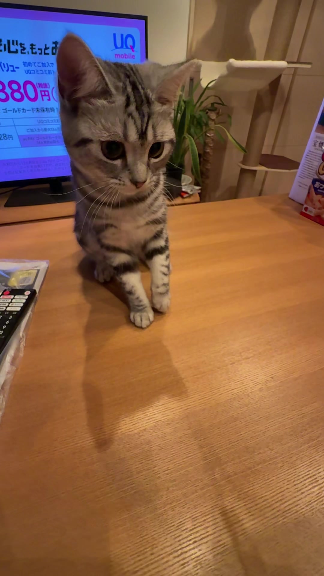@パンダコンダ