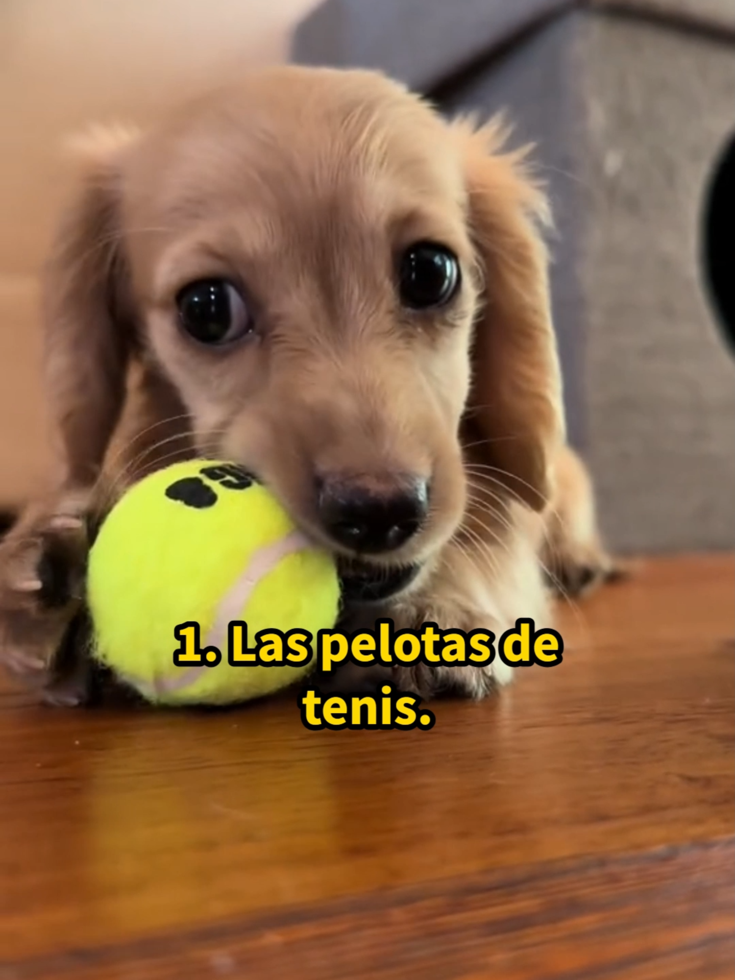 @Mi Mascota Feliz