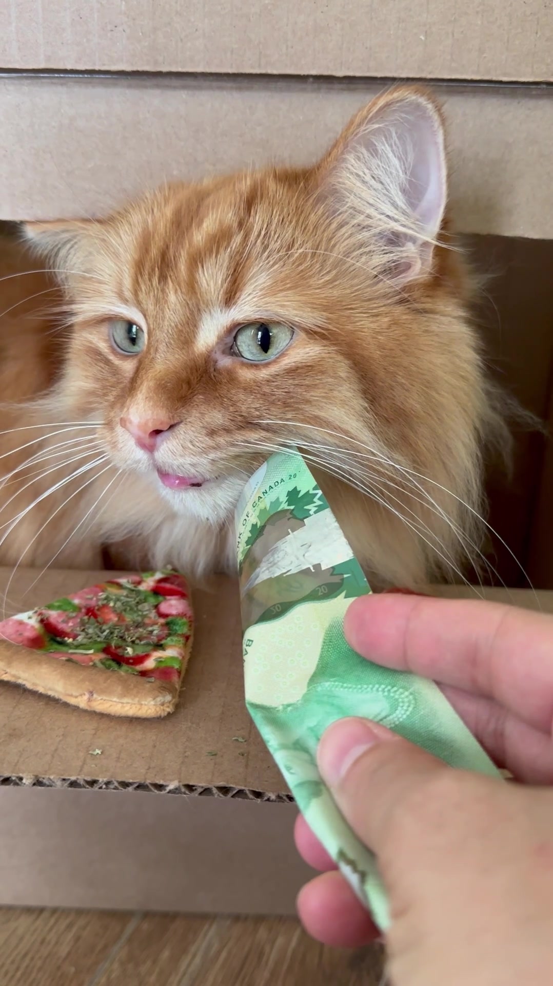 @The Oreo Cat