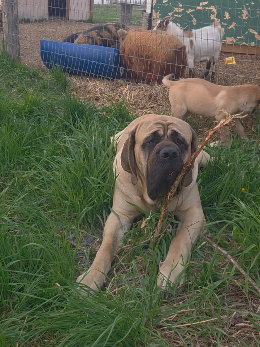 @Maple Mastiffs