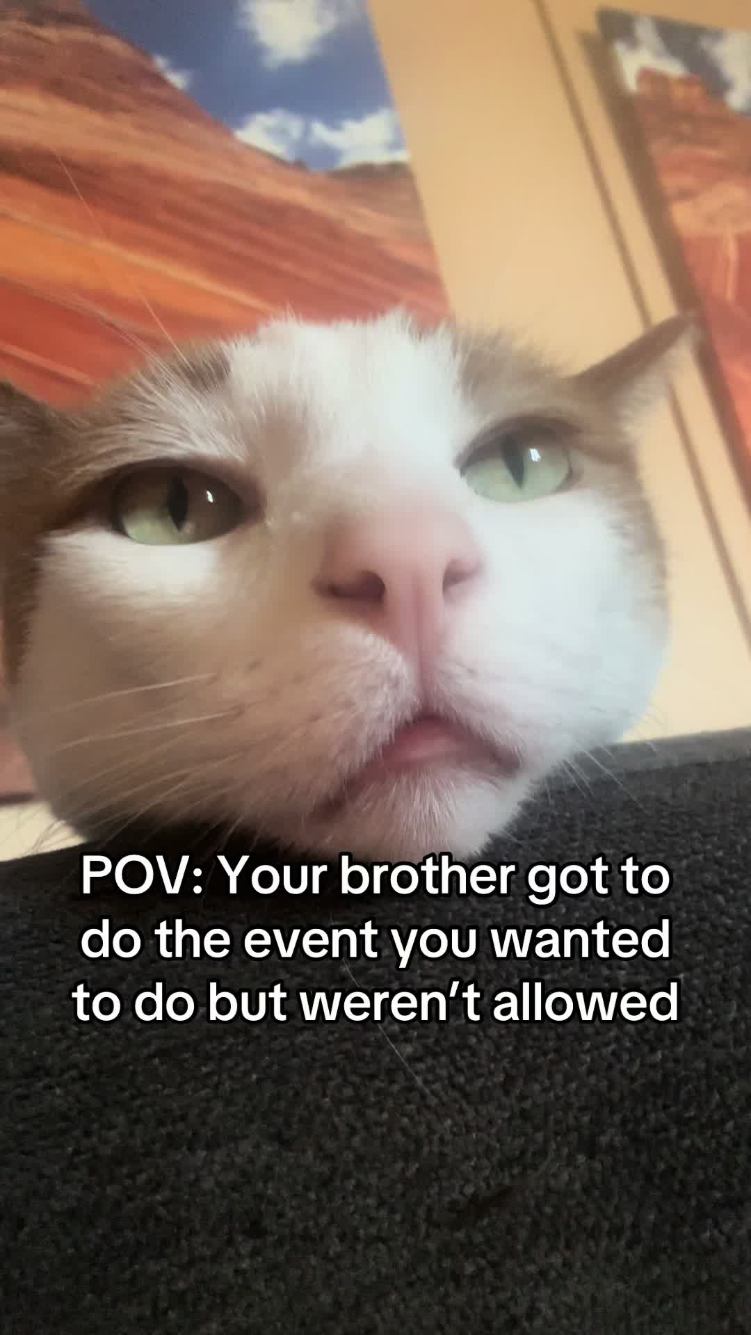 @Therapy Cat Roger & Family