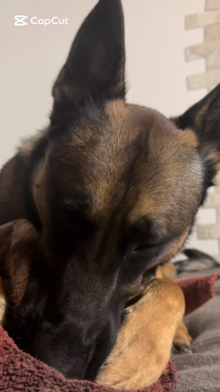@Kodas World- Ari and Koda 🇨🇦