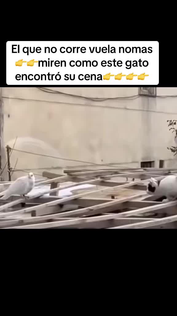 @Rodriguez
