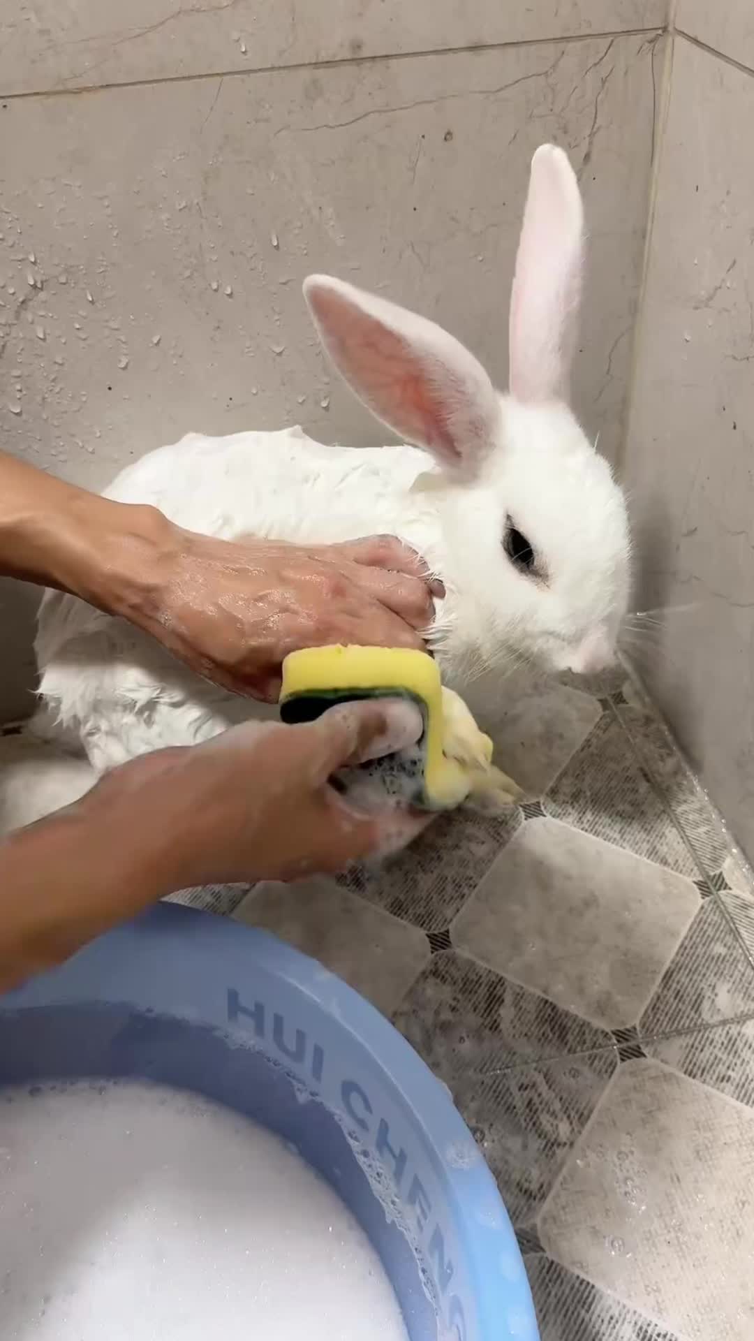 @RabbitBall