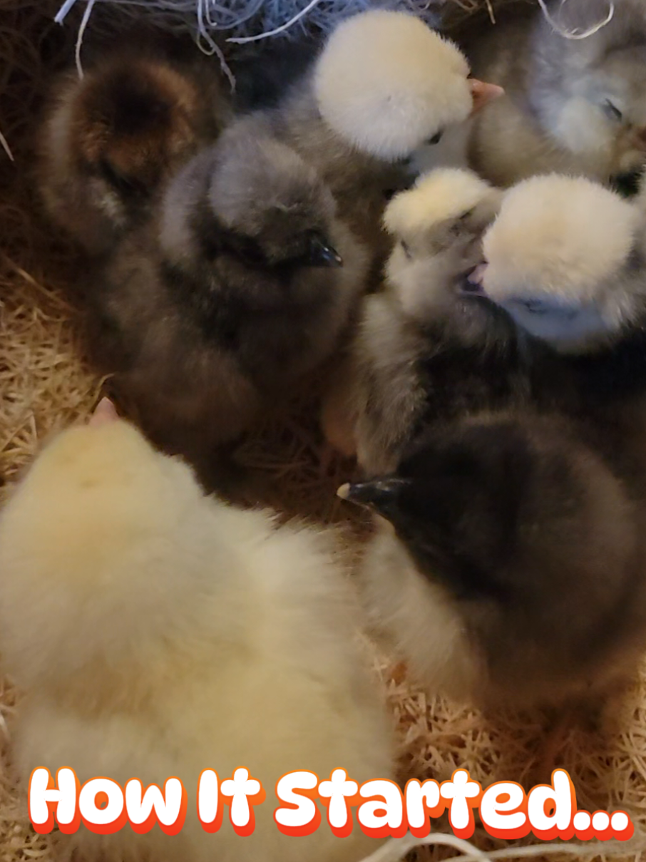 @The Ten Hens