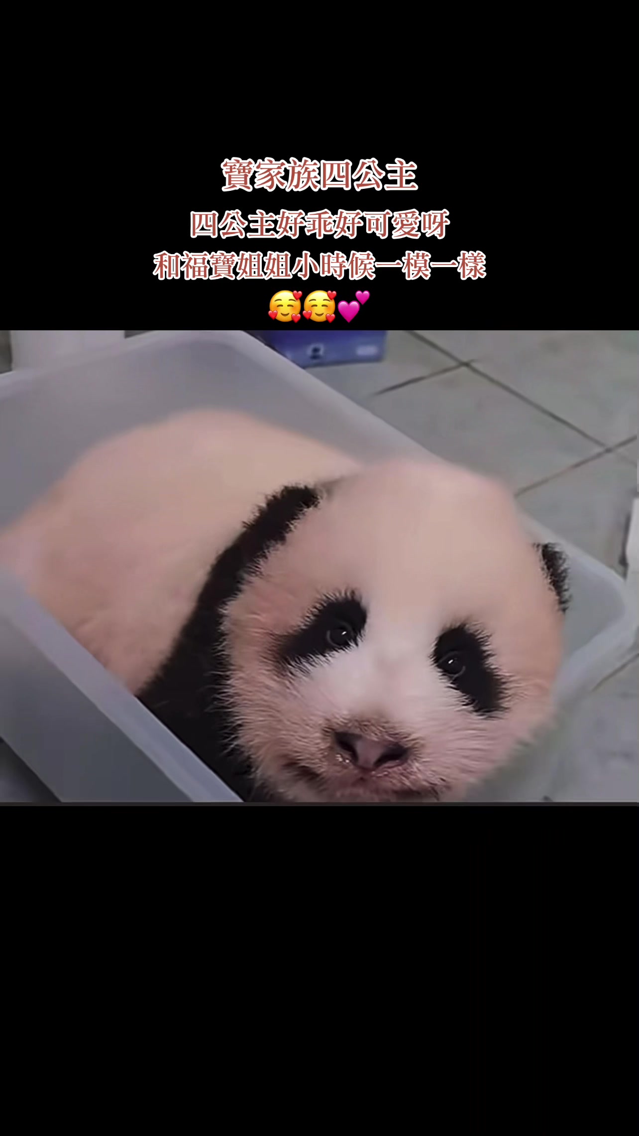 @福公主💕福豬豬💕 🍎 🥕 🐼 🎋🍀